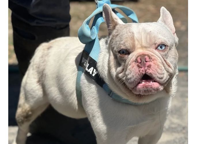 Our World Of Bulldogs
