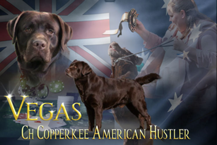 Copperkee Labradors