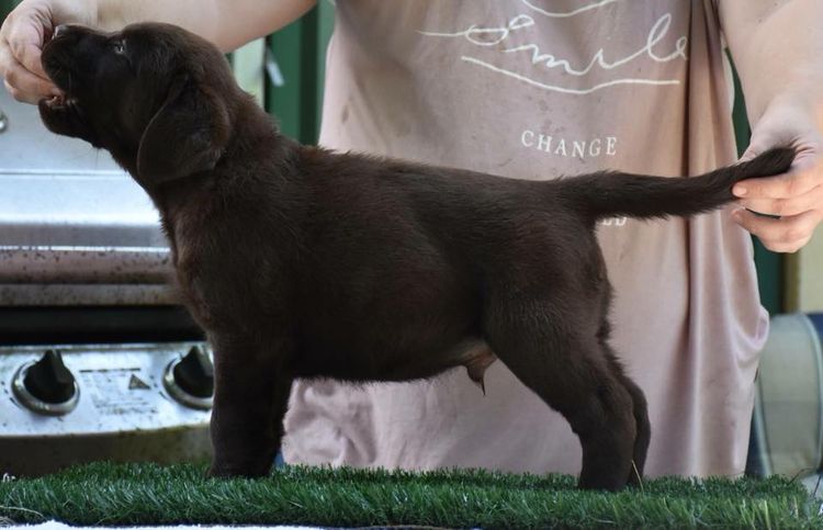 Copperkee Labradors