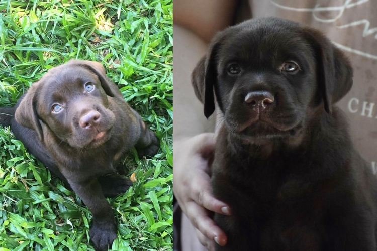 Copperkee Labradors
