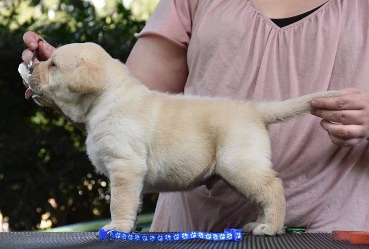 Copperkee Labradors