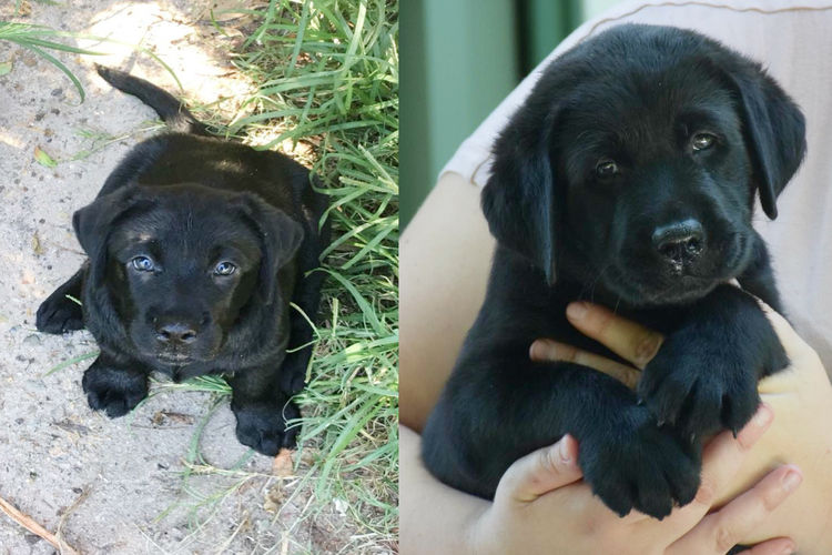 Copperkee Labradors