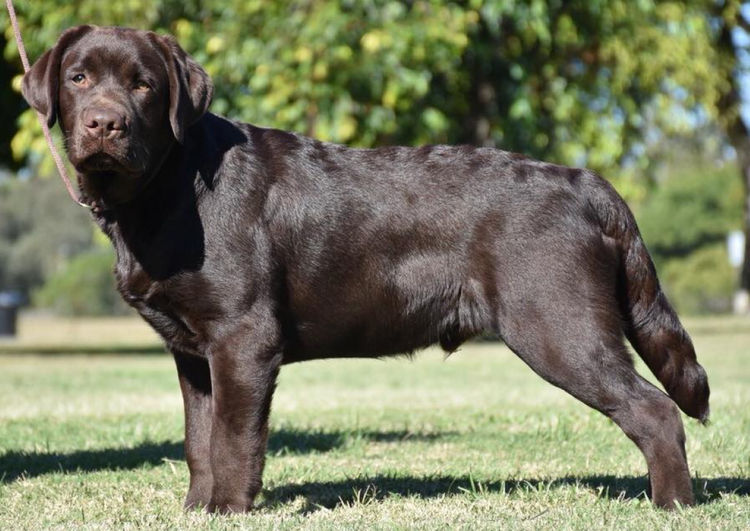 Copperkee Labradors