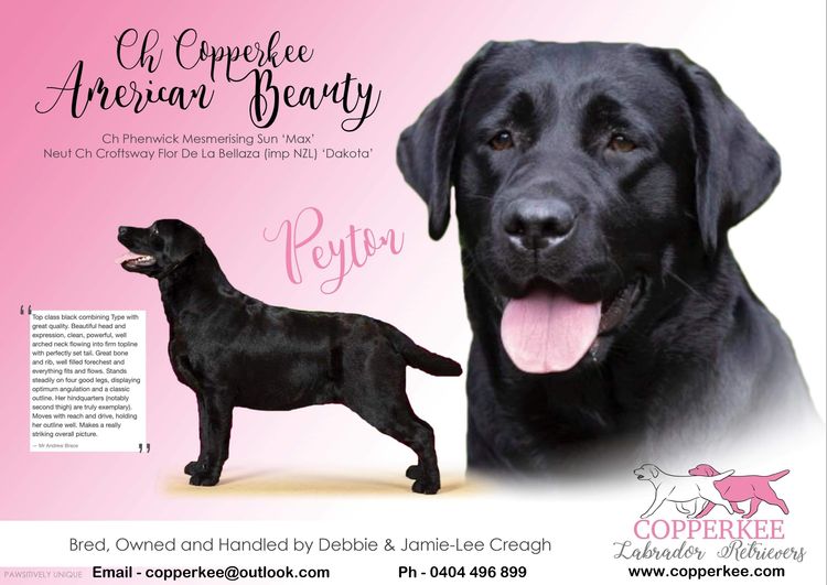 Copperkee Labradors