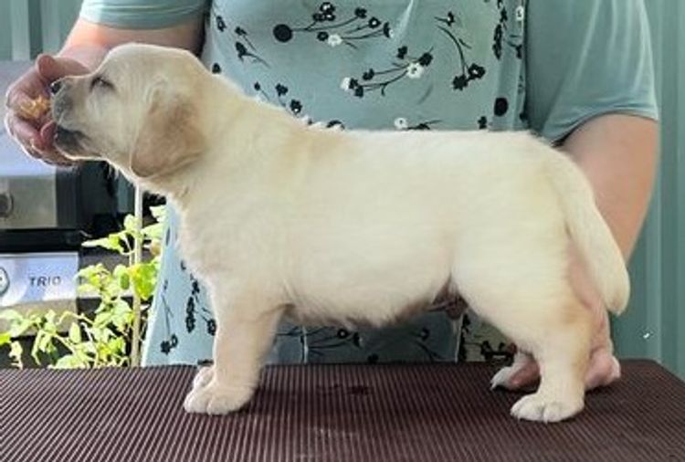 Copperkee Labradors