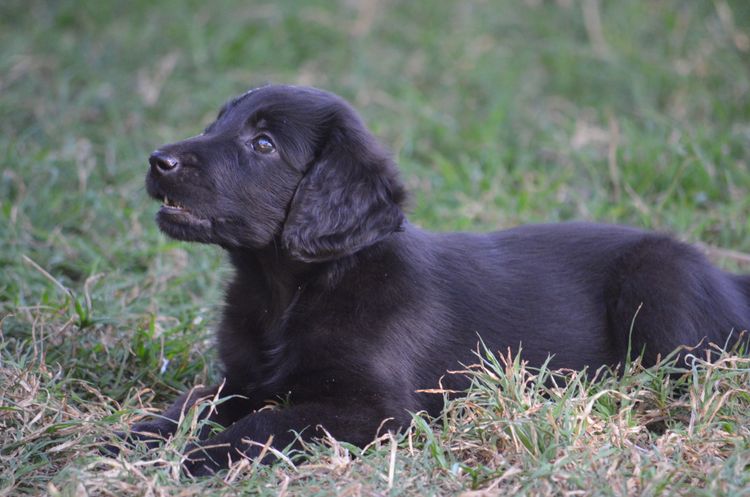 Copperkee Flat Coated Retrievers