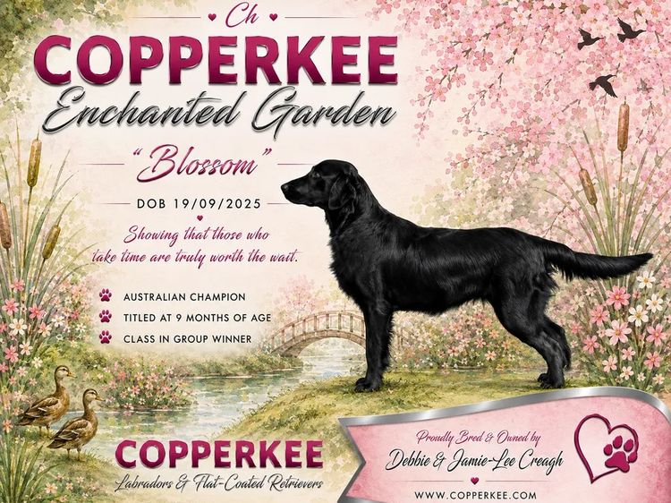 Copperkee Flat Coated Retrievers