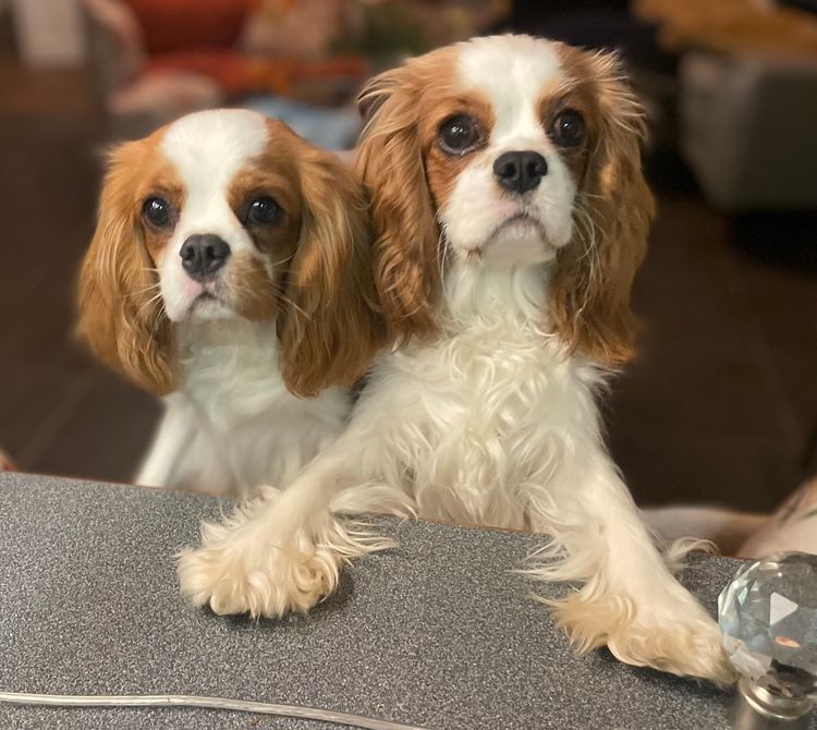 Kamontry Cavaliers