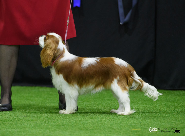 Kamontry Cavaliers