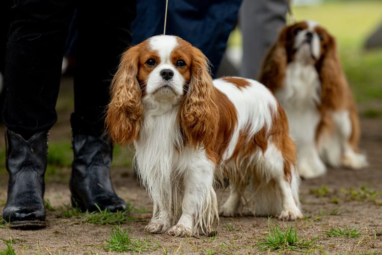 Kamontry Cavaliers