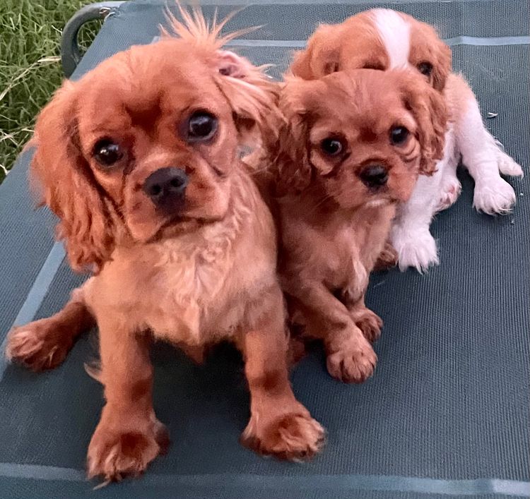 Kamontry Cavaliers
