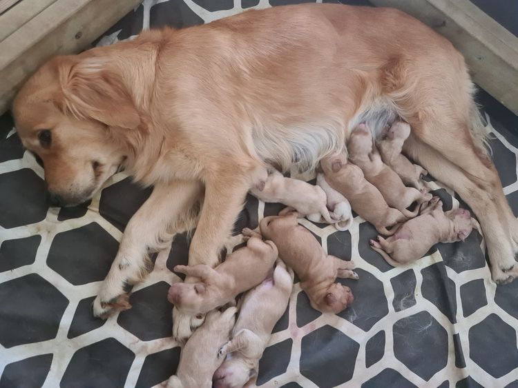 Harrisville Golden Retrievers