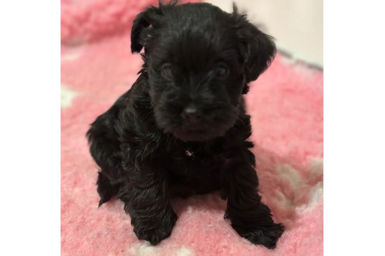Jakarahlee Miniature Schnauzers