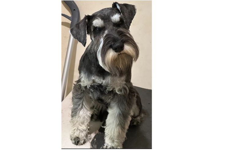 Jakarahlee Miniature Schnauzers