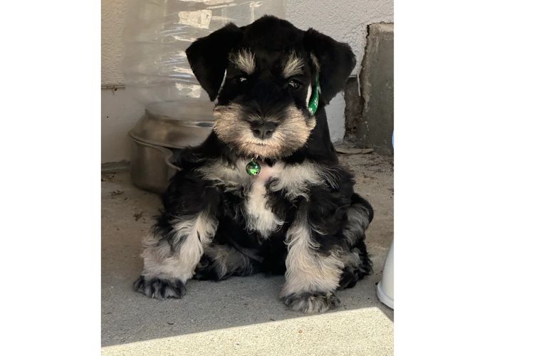 Jakarahlee Miniature Schnauzers