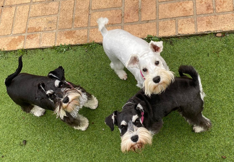 Jakarahlee Miniature Schnauzers