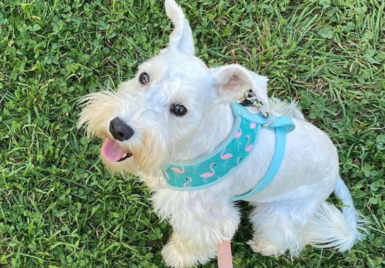 Jakarahlee Miniature Schnauzers
