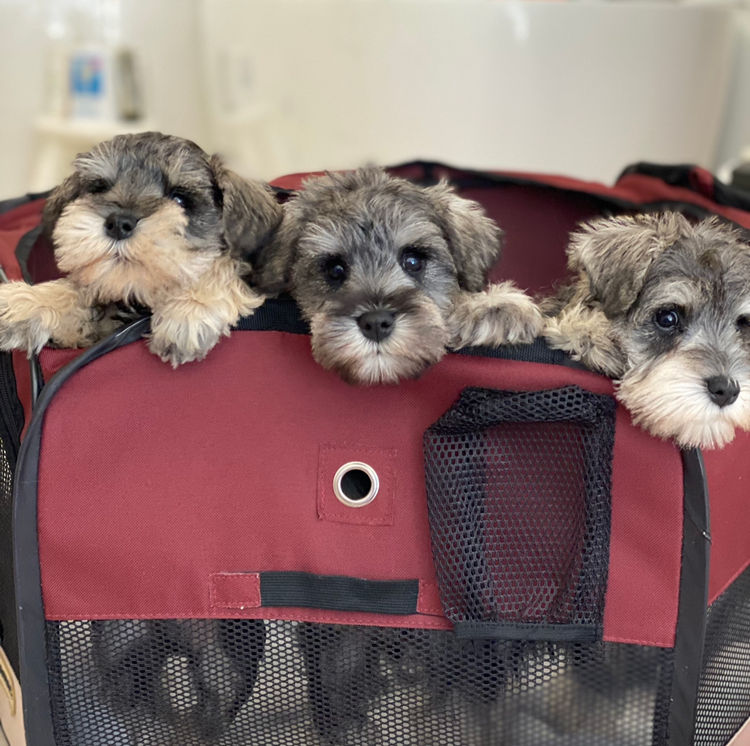Jakarahlee Miniature Schnauzers