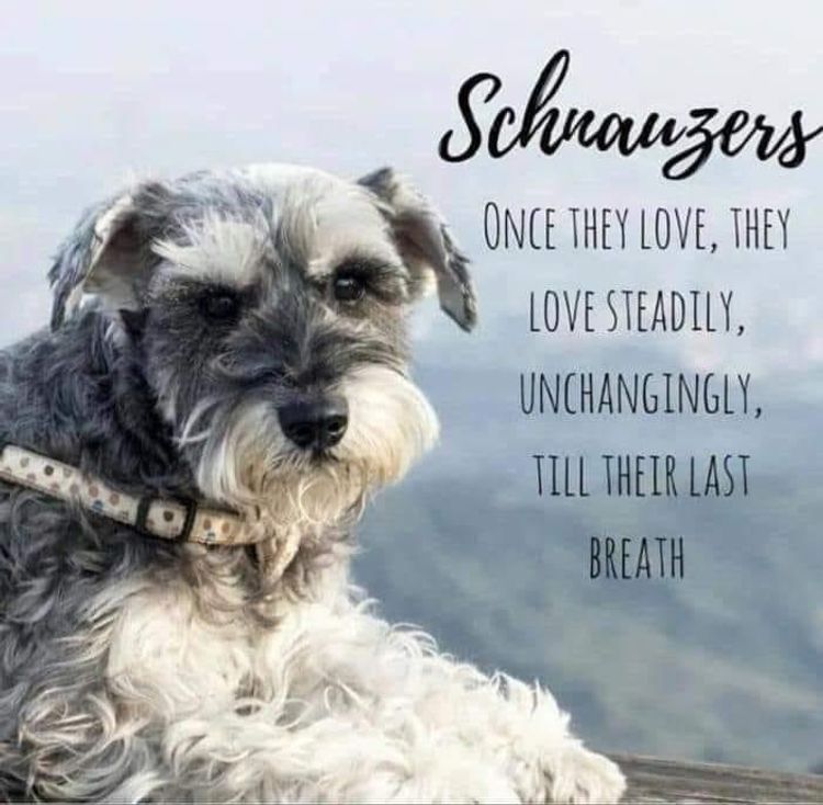 Jakarahlee Miniature Schnauzers