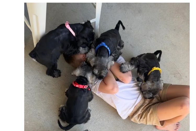 Jakarahlee Miniature Schnauzers