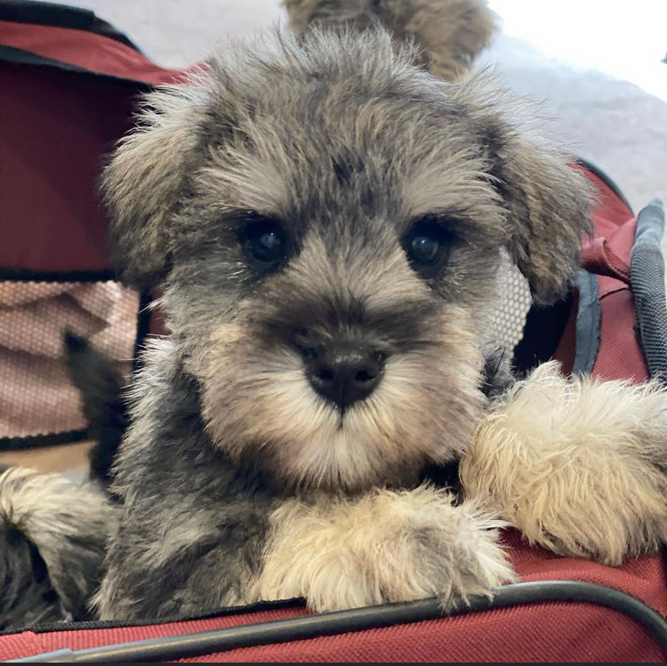 Jakarahlee Miniature Schnauzers