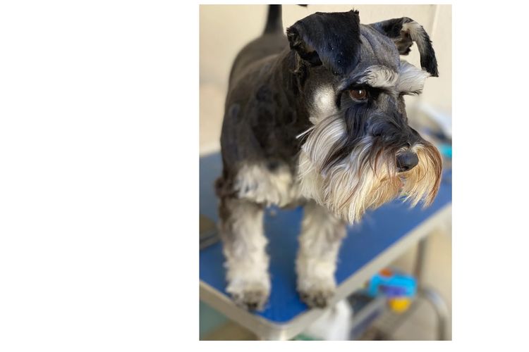 Jakarahlee Miniature Schnauzers