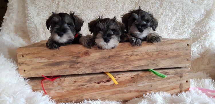 Lou's Schnauzers