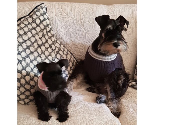 Lou's Schnauzers