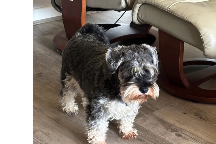 Lou's Schnauzers