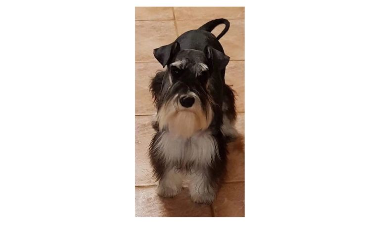 Lou's Schnauzers