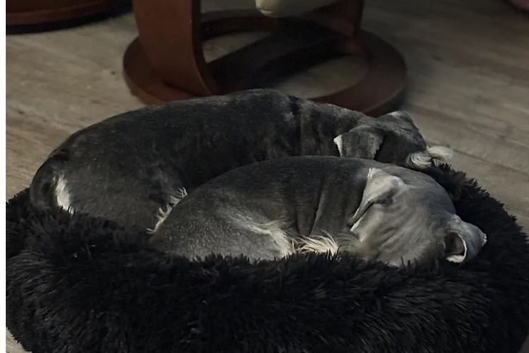 Lou's Schnauzers