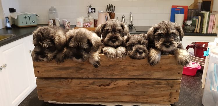 Lou's Schnauzers