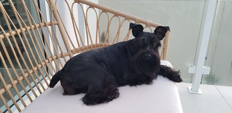 Lou's Schnauzers