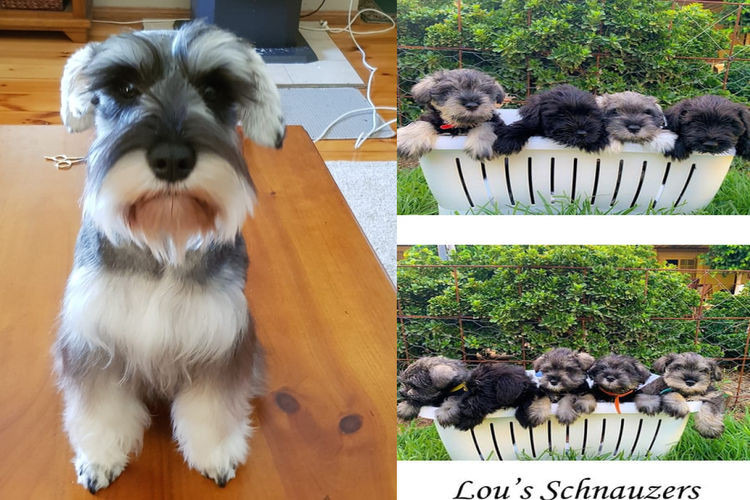 Lou's Schnauzers