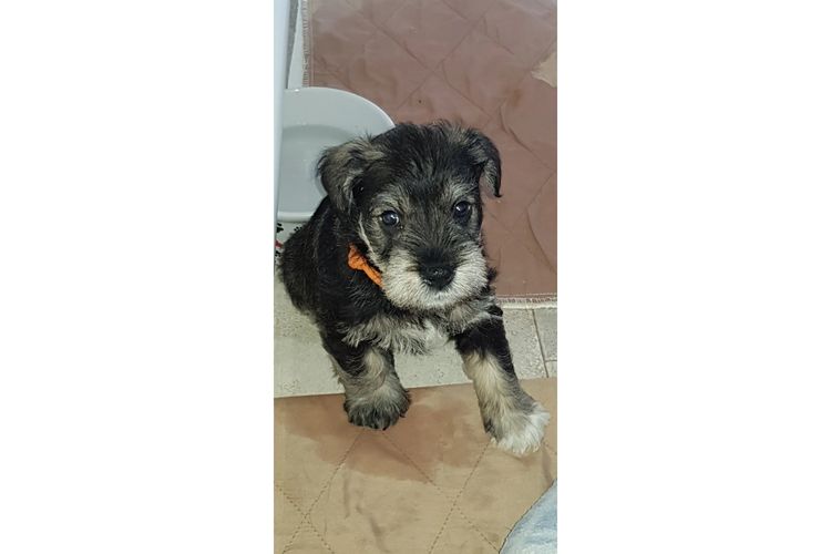 Lou's Schnauzers