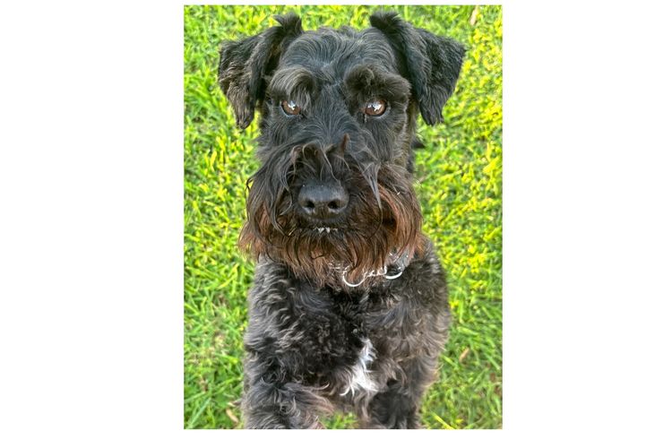 Lou's Schnauzers