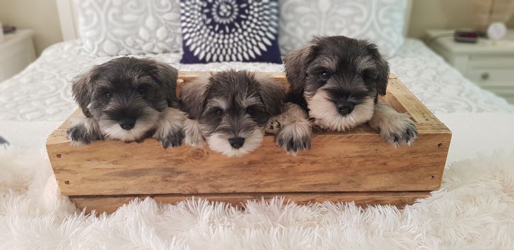 Lou's Schnauzers