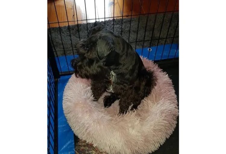 Lou's Schnauzers