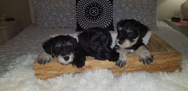 Lou's Schnauzers