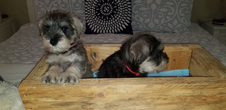Lou's Schnauzers