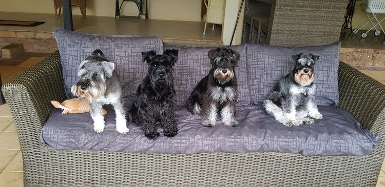Lou's Schnauzers