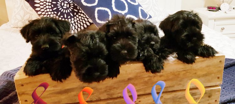 Lou's Schnauzers