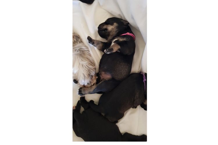 Lou's Schnauzers