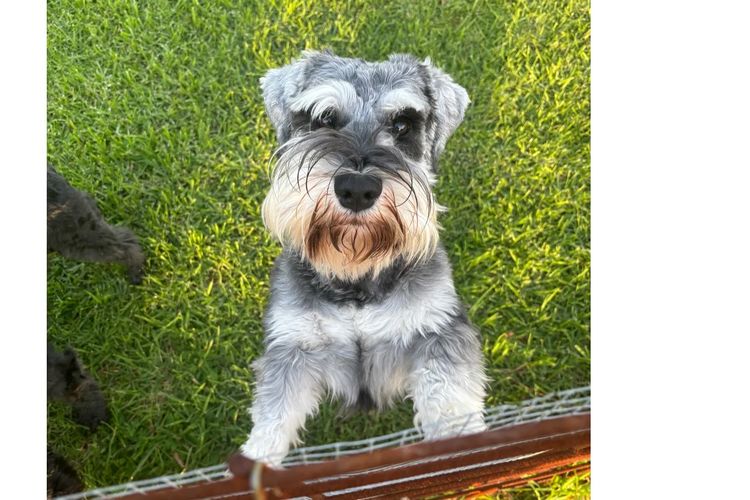Lou's Schnauzers