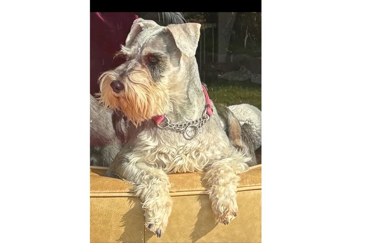 Lou's Schnauzers