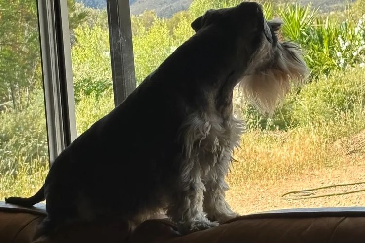 Lou's Schnauzers