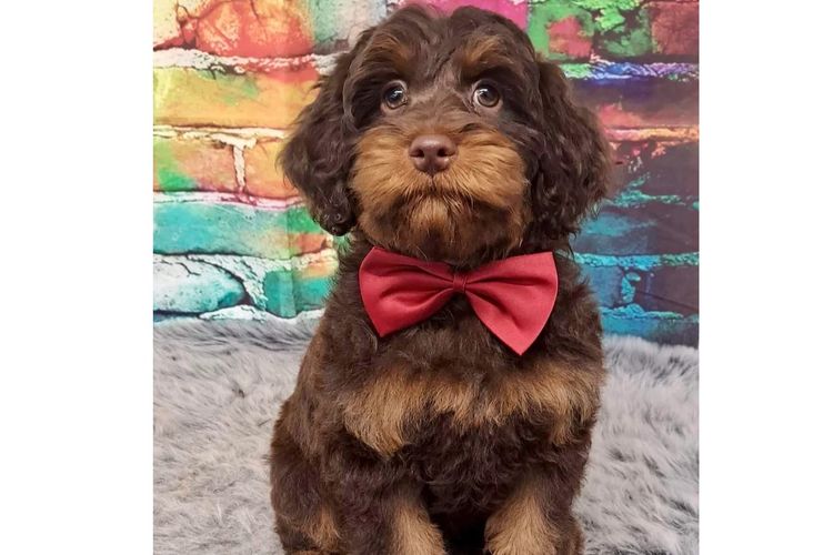 Peppertree Lane Cavoodles