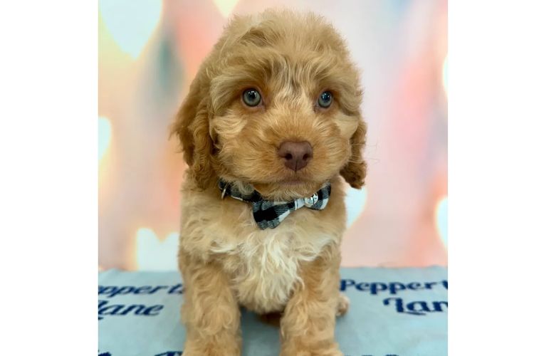 Peppertree Lane Cavoodles