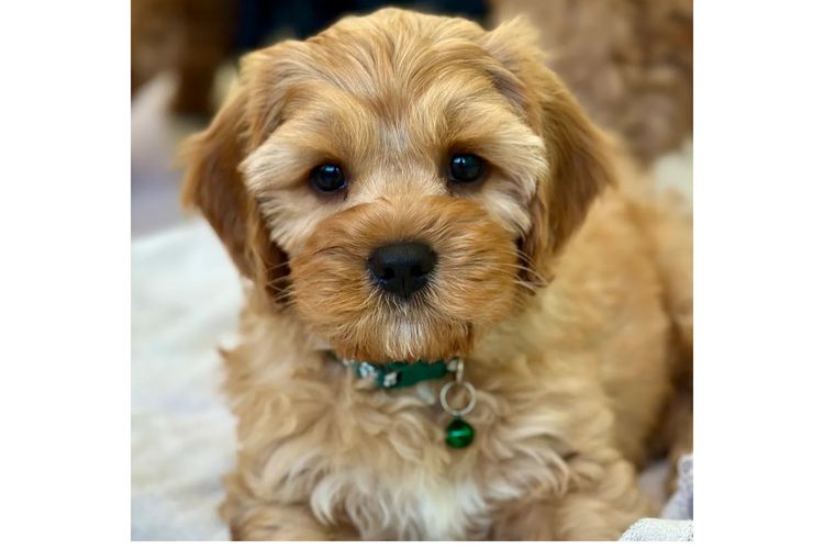 Peppertree Lane Cavoodles