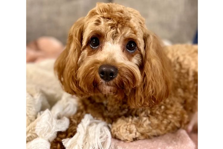 Peppertree Lane Cavoodles